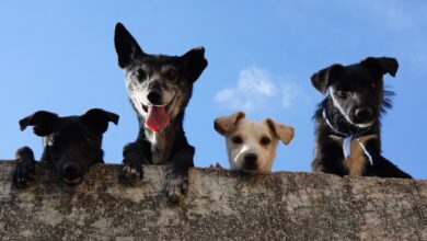 Photo of Dog for a careerist: the best breeds ideal for busy people