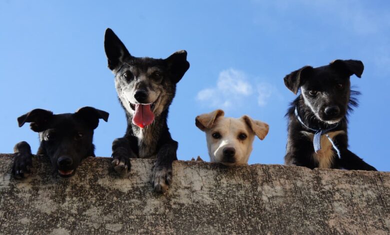 black-and-white-short-coated-dogs