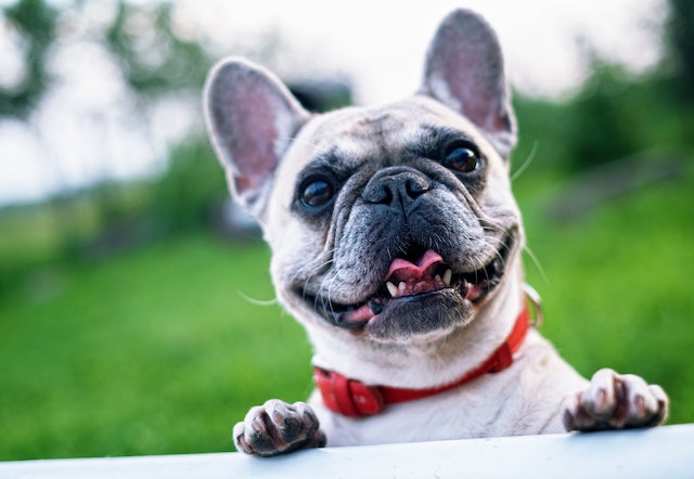 frenchie-bulldog